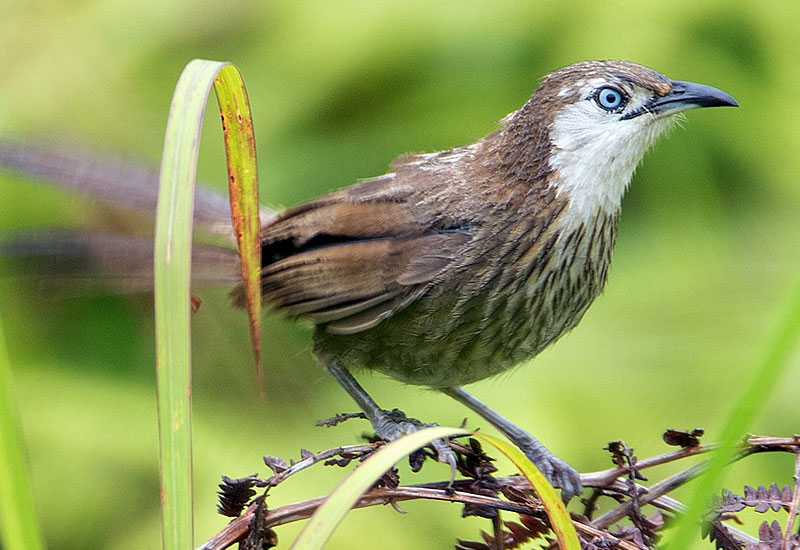Bird Watching at Shreeban